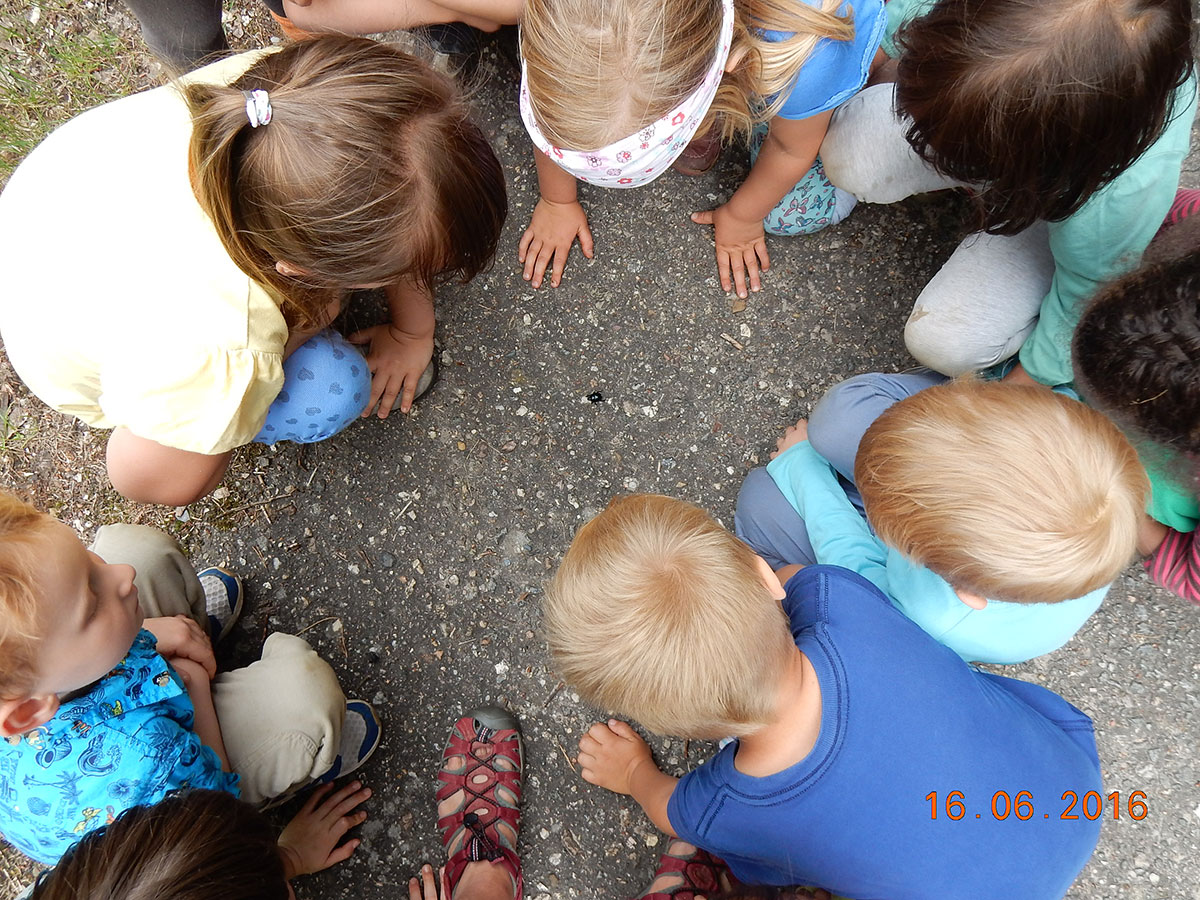 Projekttag, eine Gruppe Kinder beobachtet einen Mistkäfer auf seinem Weg